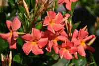 Mandevilla Diamantina Jade Orange Coral