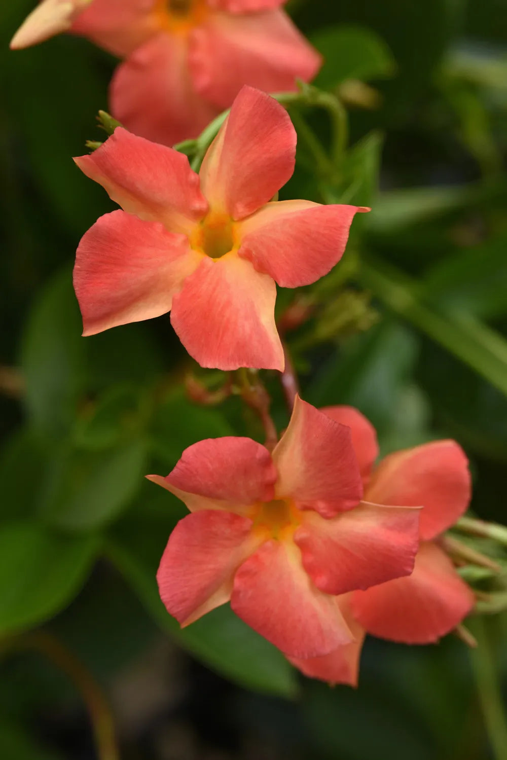 Mandevilla Diamantina Jade Orange Coral