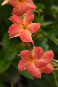 Mandevilla Diamantina Jade Orange Coral - Ladybird Nursery