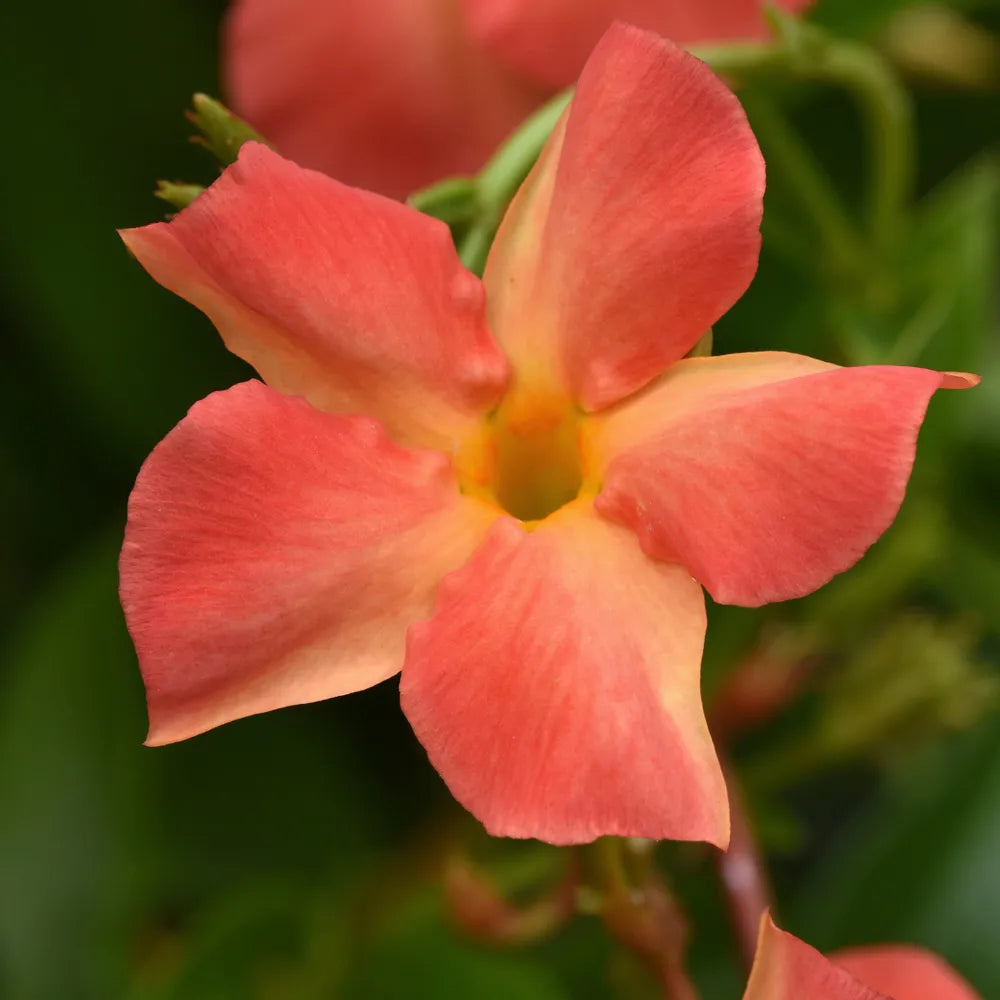 Mandevilla Diamantina Jade Orange Coral