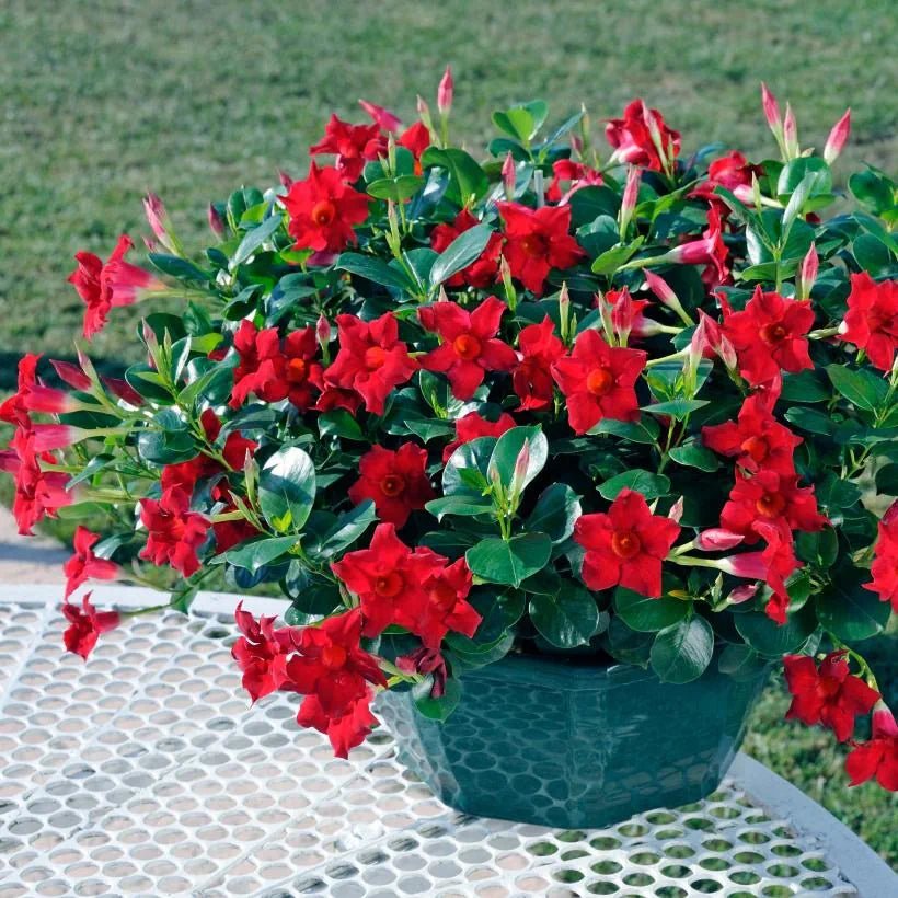 Mandevilla Diamantina Jade Scarlet - Ladybird Nursery