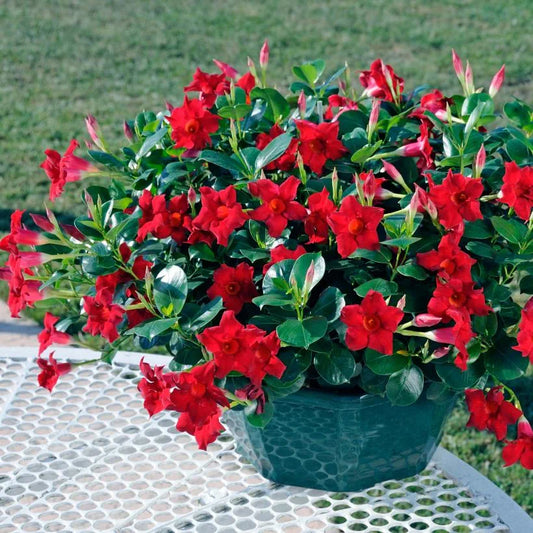 Mandevilla Diamantina Jade Scarlet