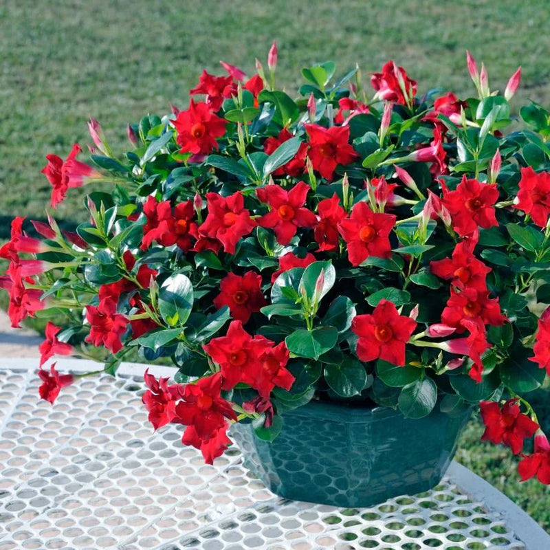 Mandevilla Diamantina Jade Scarlet