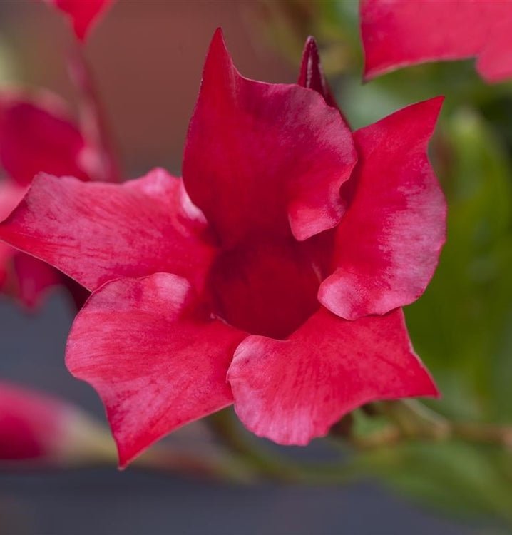 Mandevilla Diamantina Jade Scarlet - Ladybird Nursery
