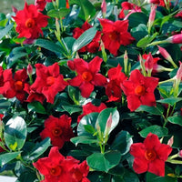 Mandevilla Diamantina Jade Scarlet - Ladybird Nursery
