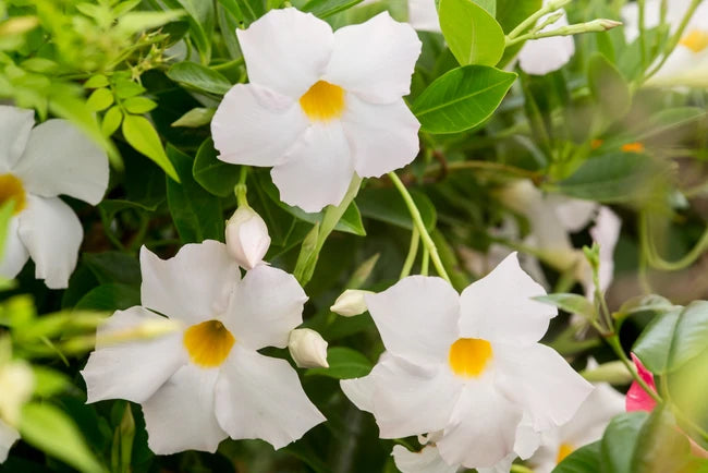 Mandevilla Diamantina Jade White