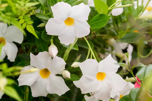 Mandevilla Diamantina Jade White