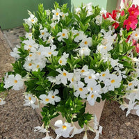 Mandevilla Diamantina Jade White