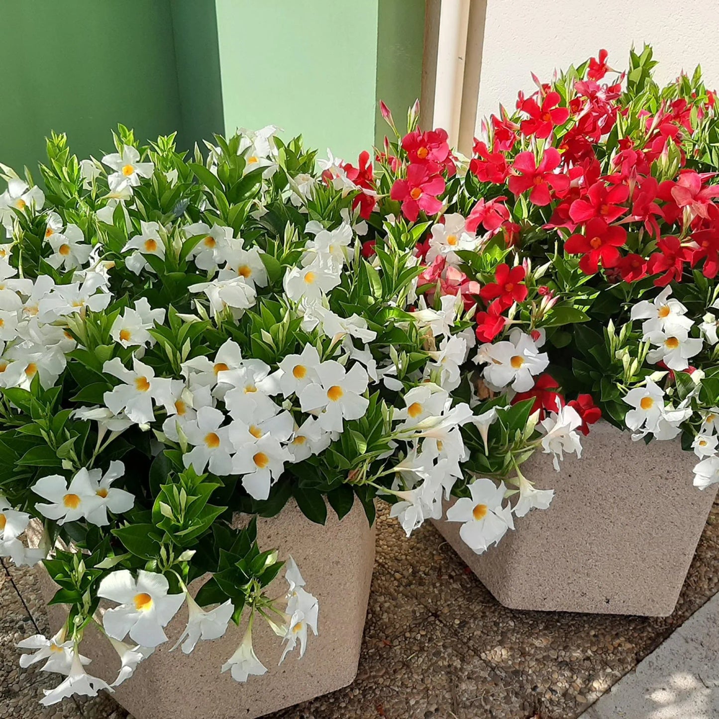 Mandevilla Diamantina Jade White
