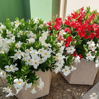Mandevilla Diamantina Jade White - Ladybird Nursery