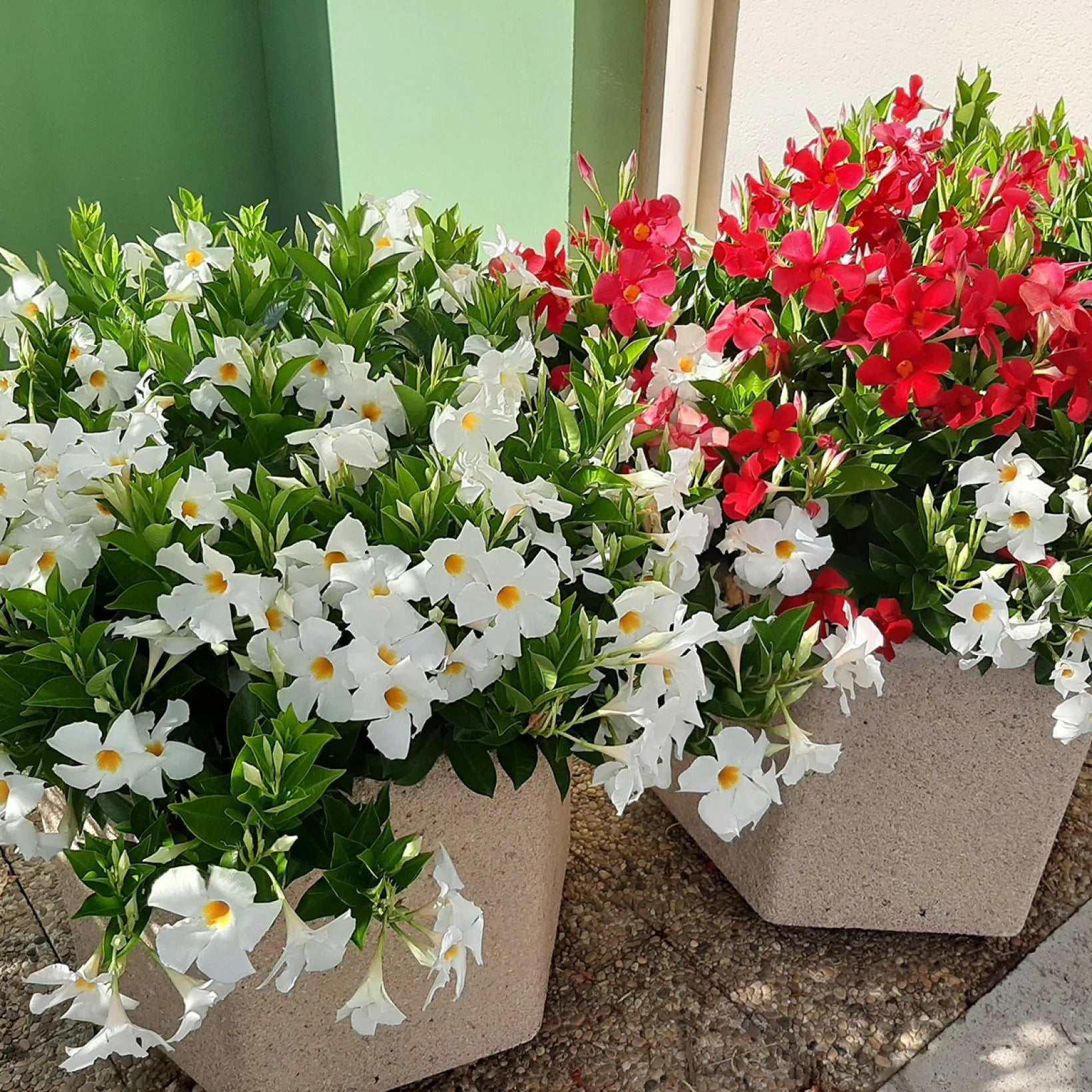 Mandevilla Diamantina Jade White - Ladybird Nursery