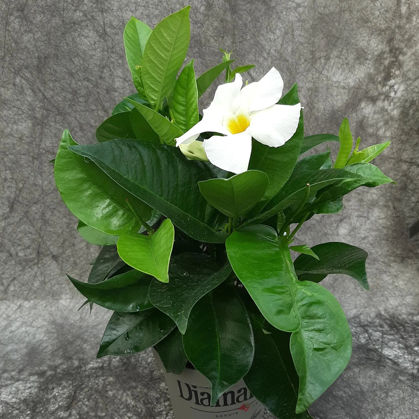 Mandevilla Diamantina Jade White