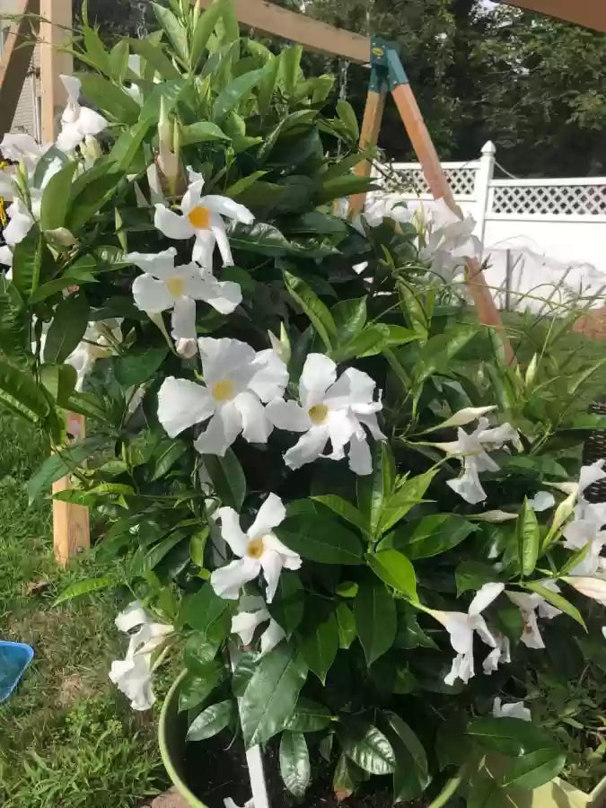 Mandevilla Diamantina Jade White
