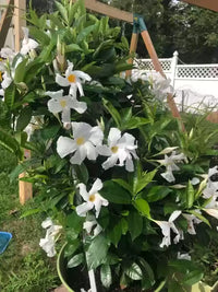 Mandevilla Diamantina Jade White