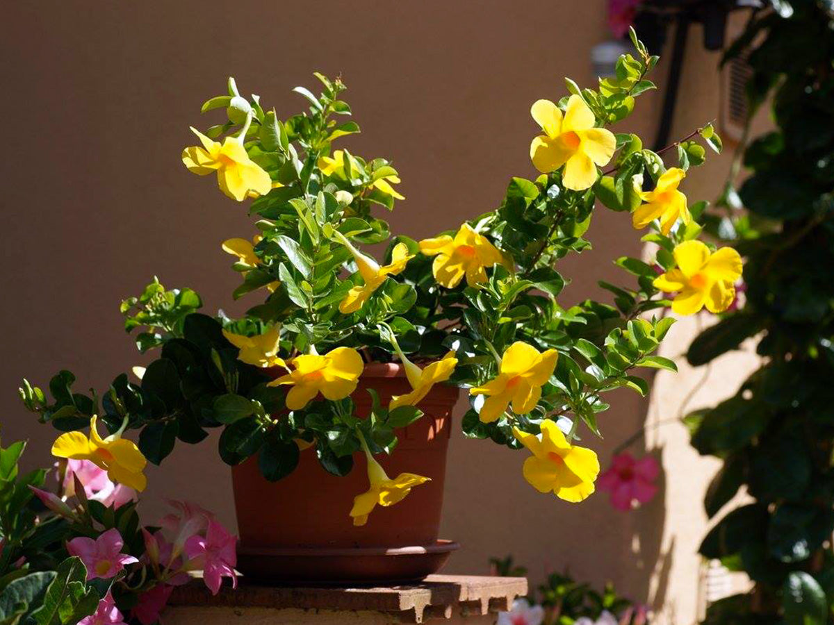 Mandevilla Diamantina Opale Citrine