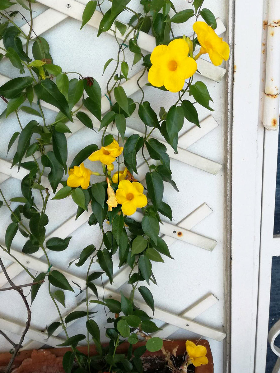 Mandevilla Diamantina Opale Citrine