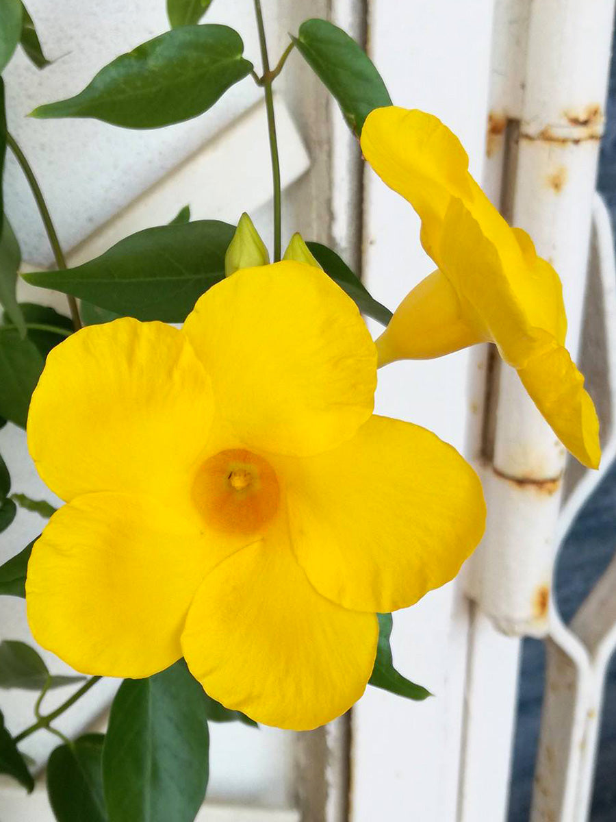 Mandevilla Diamantina Opale Citrine