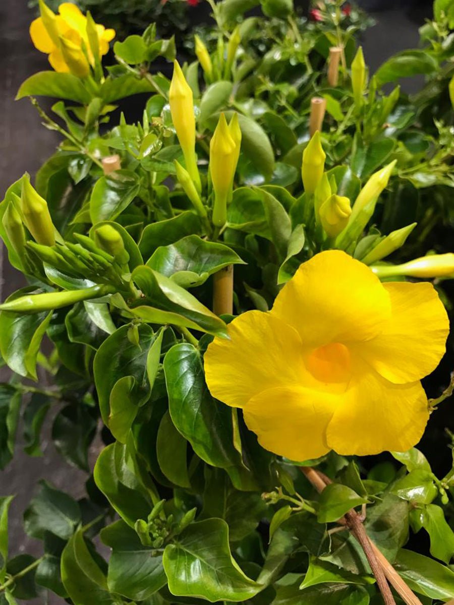 Mandevilla Diamantina Opale Citrine - Ladybird Nursery