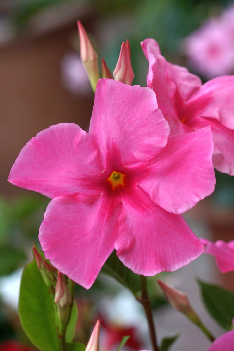 Mandevilla Diamantina Tourmaline Pink