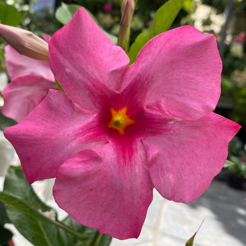 Mandevilla Diamantina Tourmaline Pink