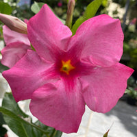 Mandevilla Diamantina Tourmaline Pink - Ladybird Nursery