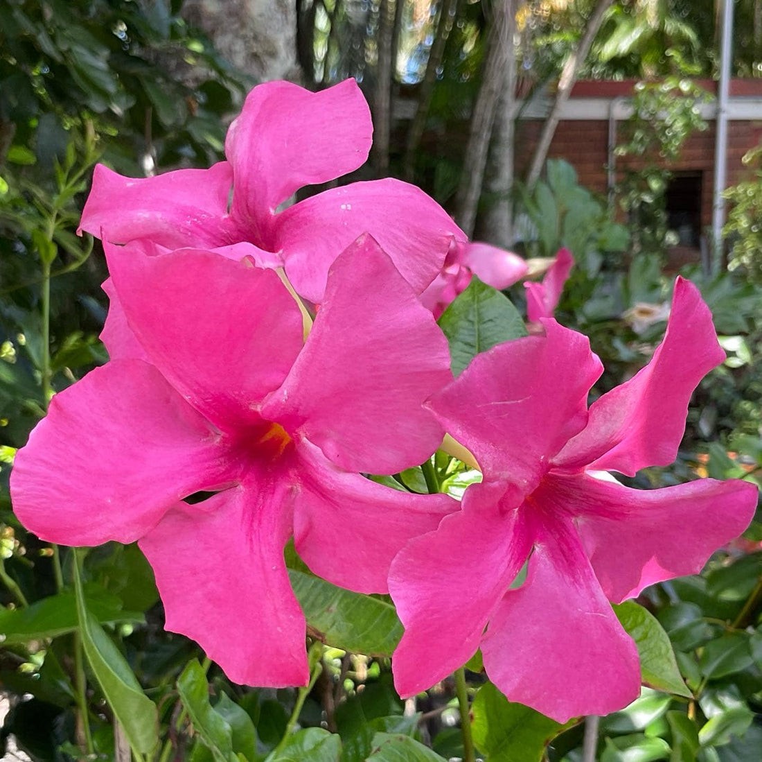 Mandevilla Diamantina Tourmaline Pink - Ladybird Nursery