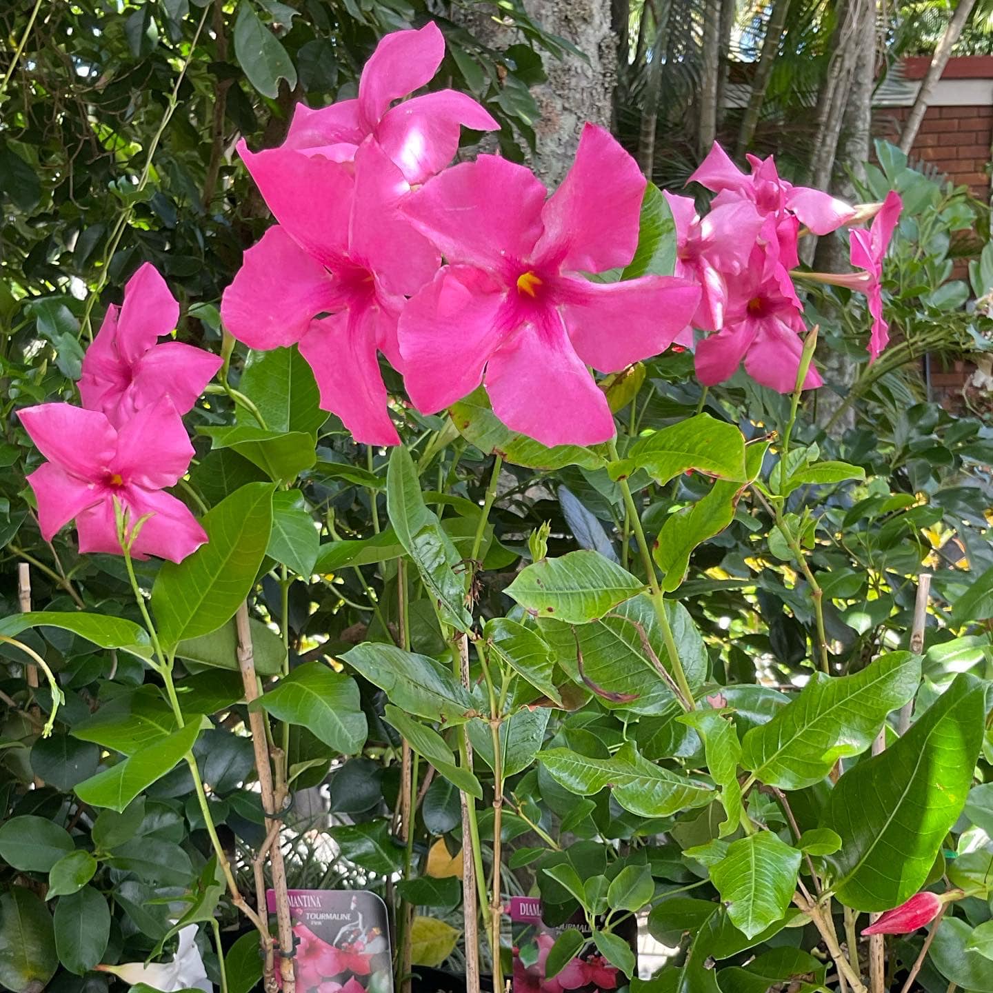 Mandevilla Diamantina Tourmaline Pink