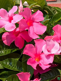 Mandevilla Diamantina Tourmaline Rose Splash - Ladybird Nursery