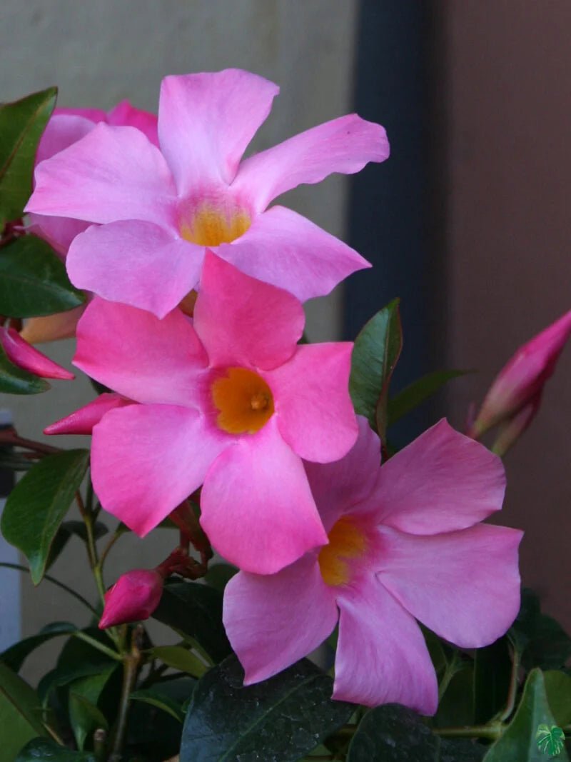 Mandevilla Diamantina Tourmaline Rose Splash - Ladybird Nursery