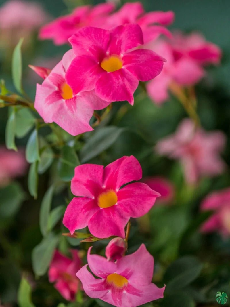 Mandevilla Diamantina Tourmaline Rose Splash - Ladybird Nursery