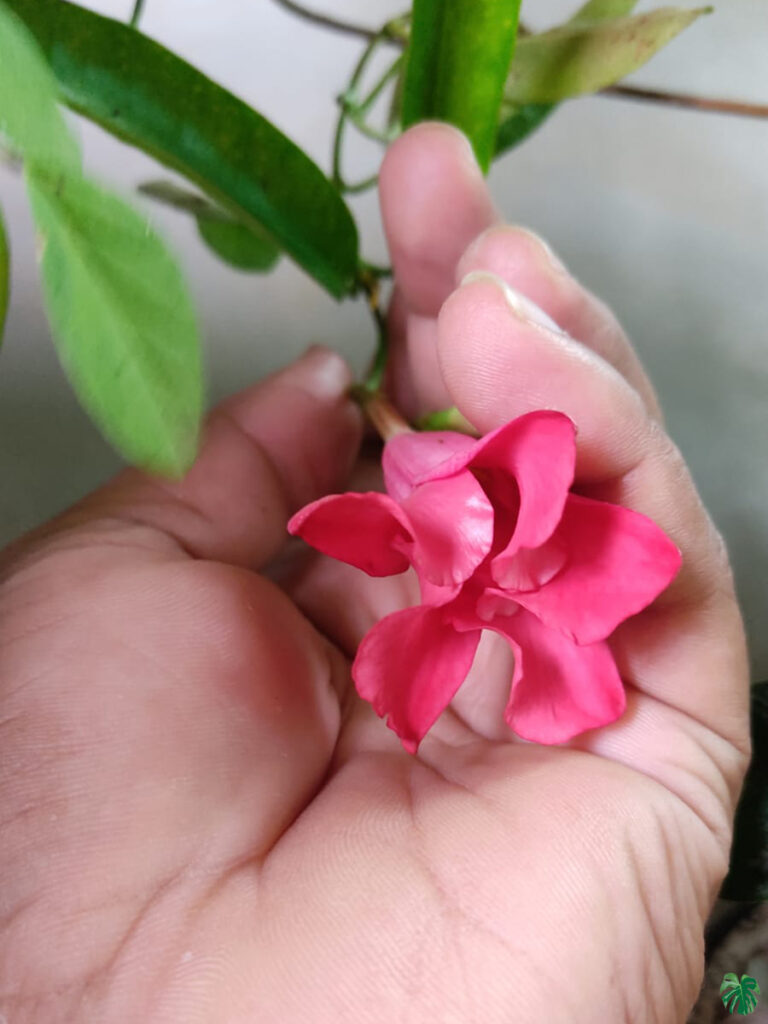 Mandevilla Diamantina Tourmaline Rose Splash