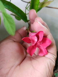Mandevilla Diamantina Tourmaline Rose Splash