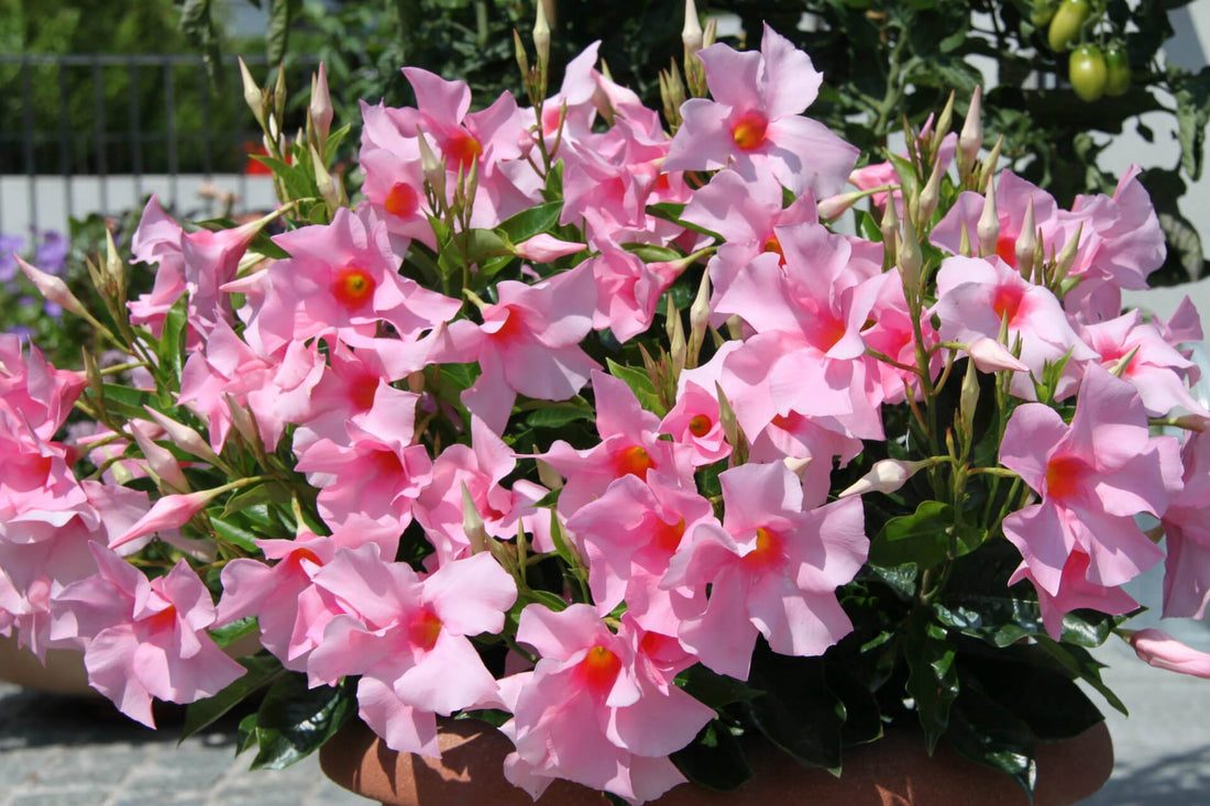 Mandevilla Diamantina Tourmaline Rose - Ladybird Nursery