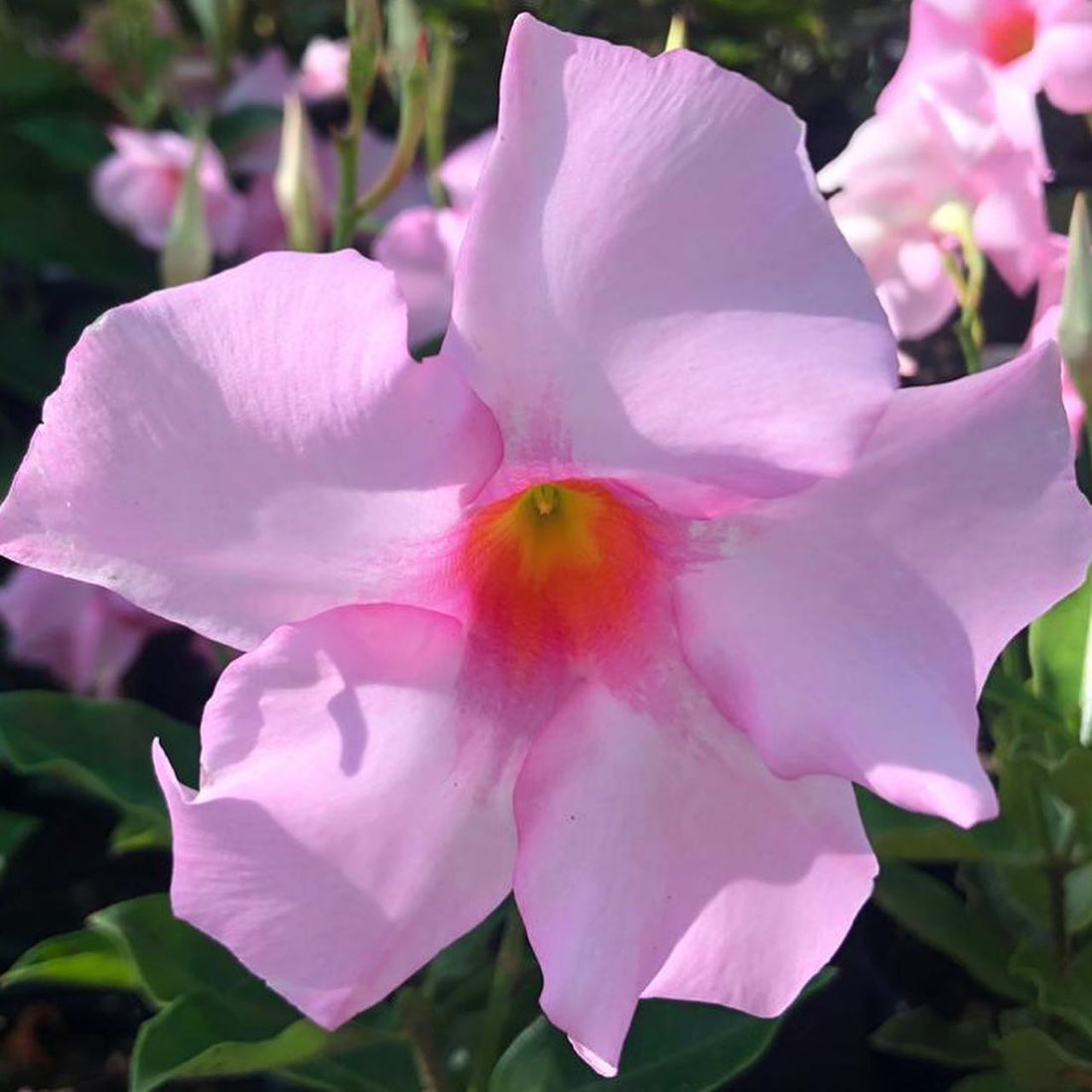 Mandevilla Diamantina Tourmaline Rose - Ladybird Nursery