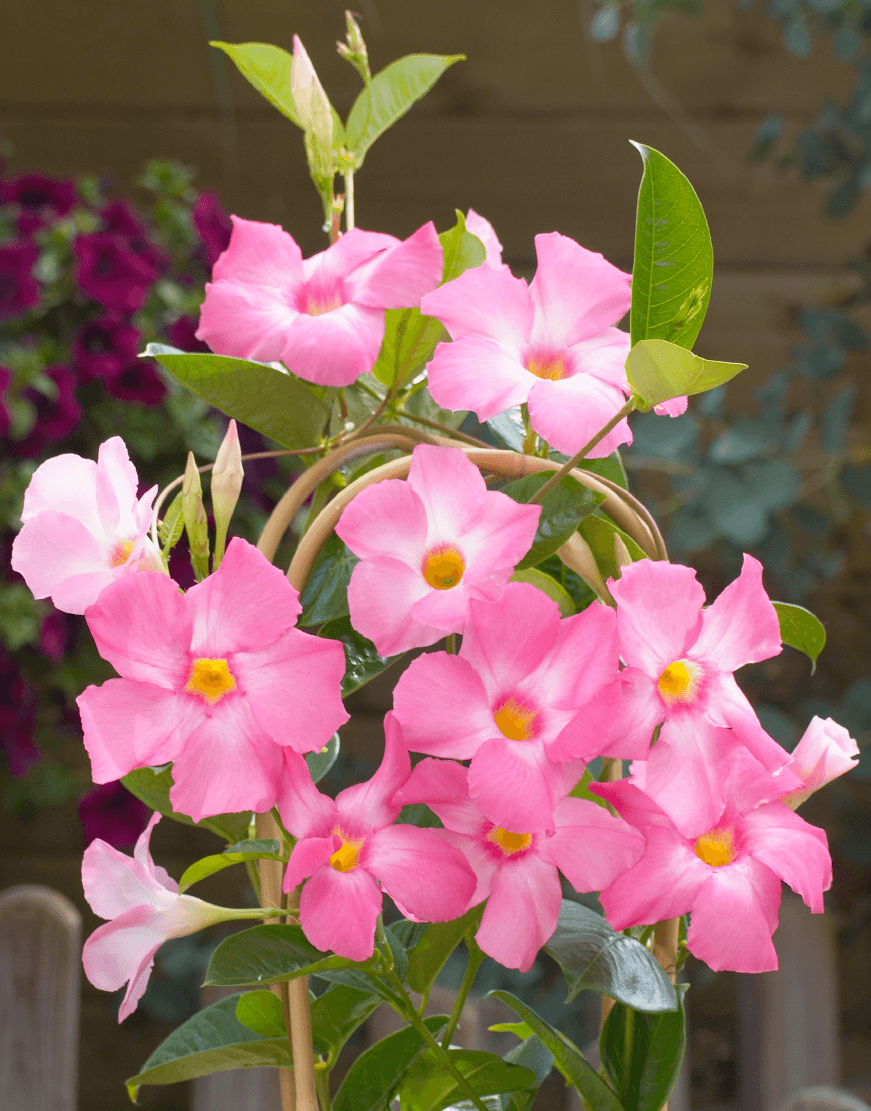 Mandevilla Diamantina Tourmaline Rose