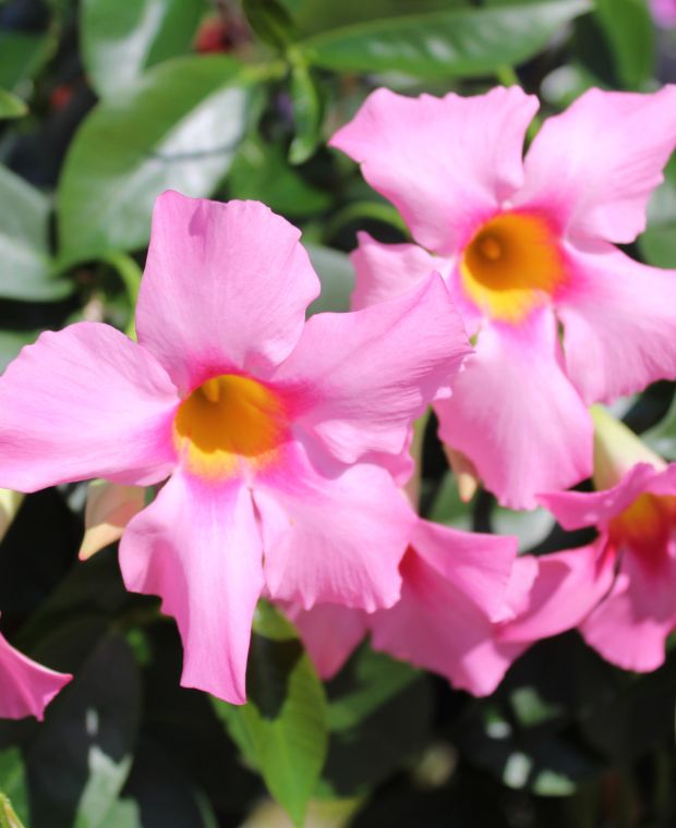 Mandevilla (Dipladenia Pink Form) - Ladybird Nursery