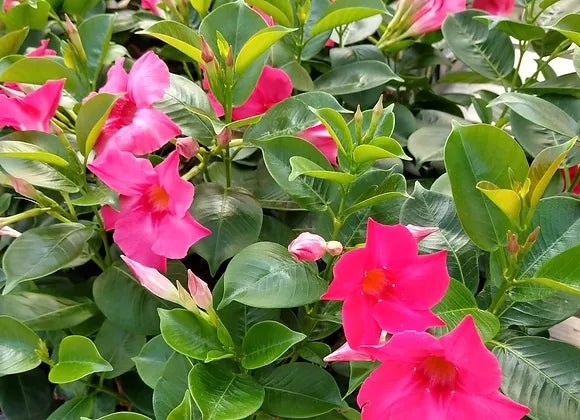 Mandevilla (Dipladenia Pink Form) - Ladybird Nursery