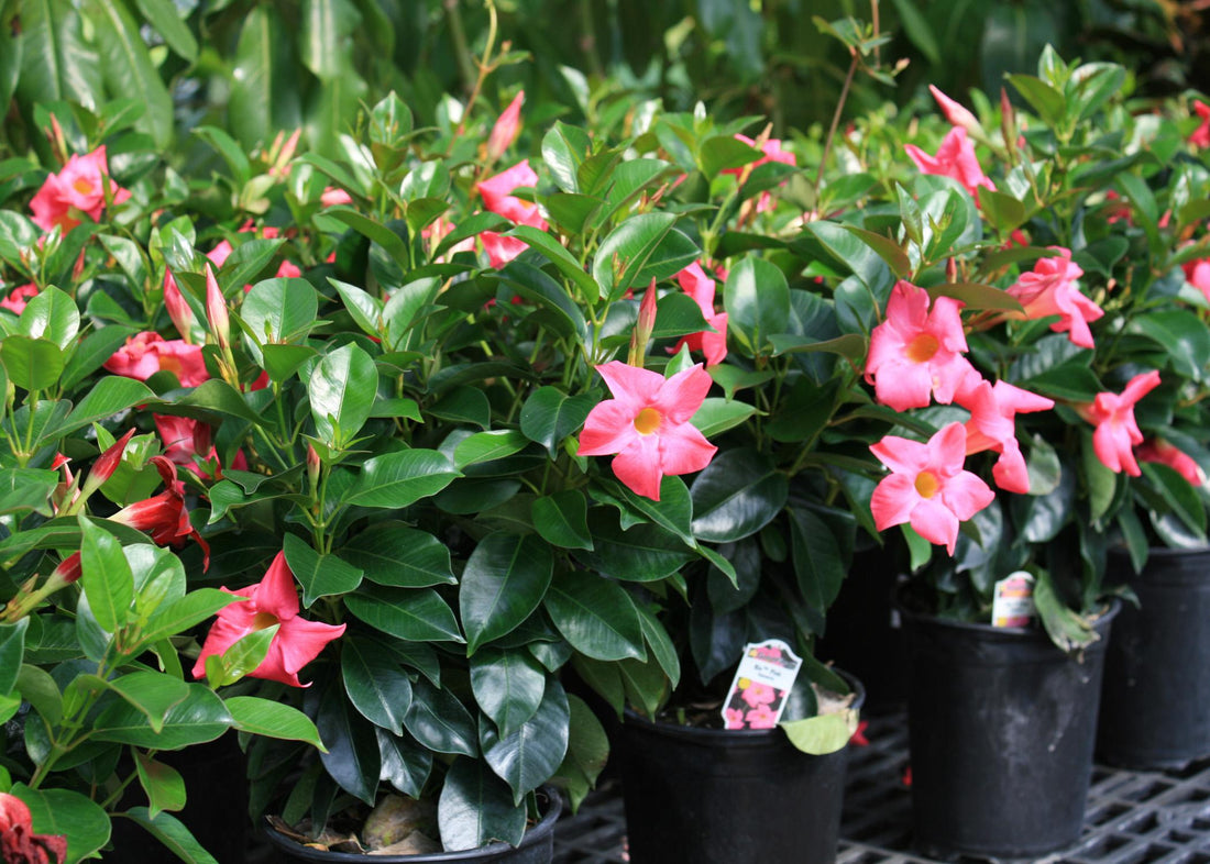 Mandevilla (Dipladenia Pink Form) - Ladybird Nursery