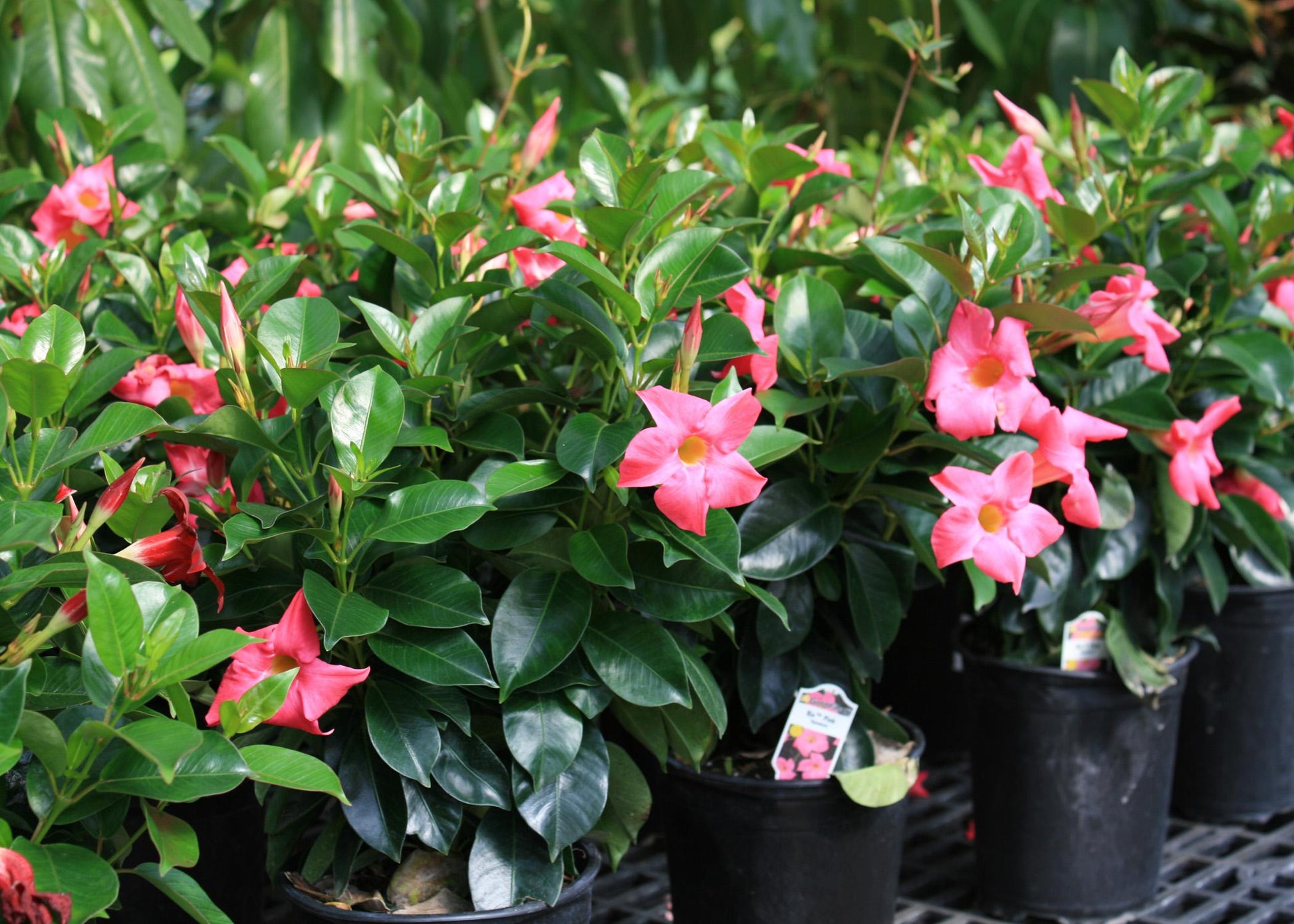 Mandevilla (Dipladenia Pink Form)