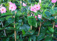 Mandevilla (Dipladenia Pink Form)