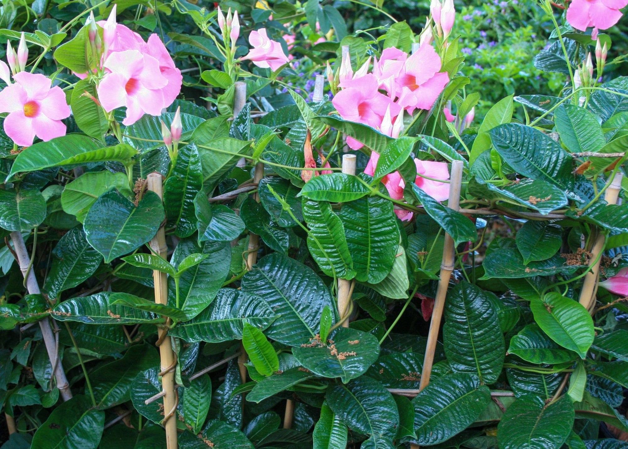 Mandevilla (Dipladenia Pink Form) - Ladybird Nursery