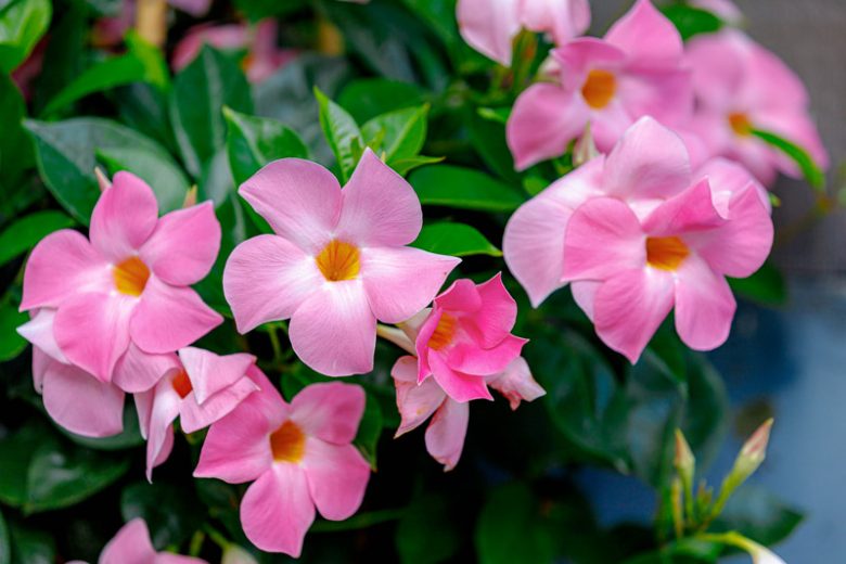 Mandevilla (Dipladenia Pink Form)