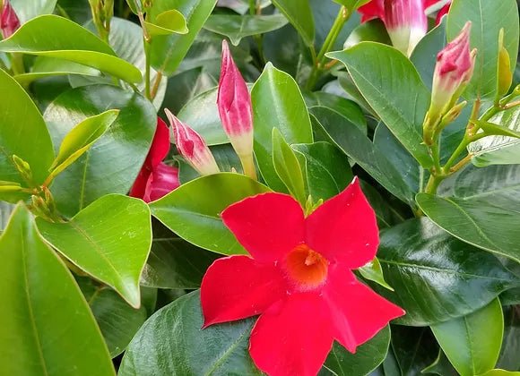 Mandevilla (Dipladenia Red Form) - Ladybird Nursery