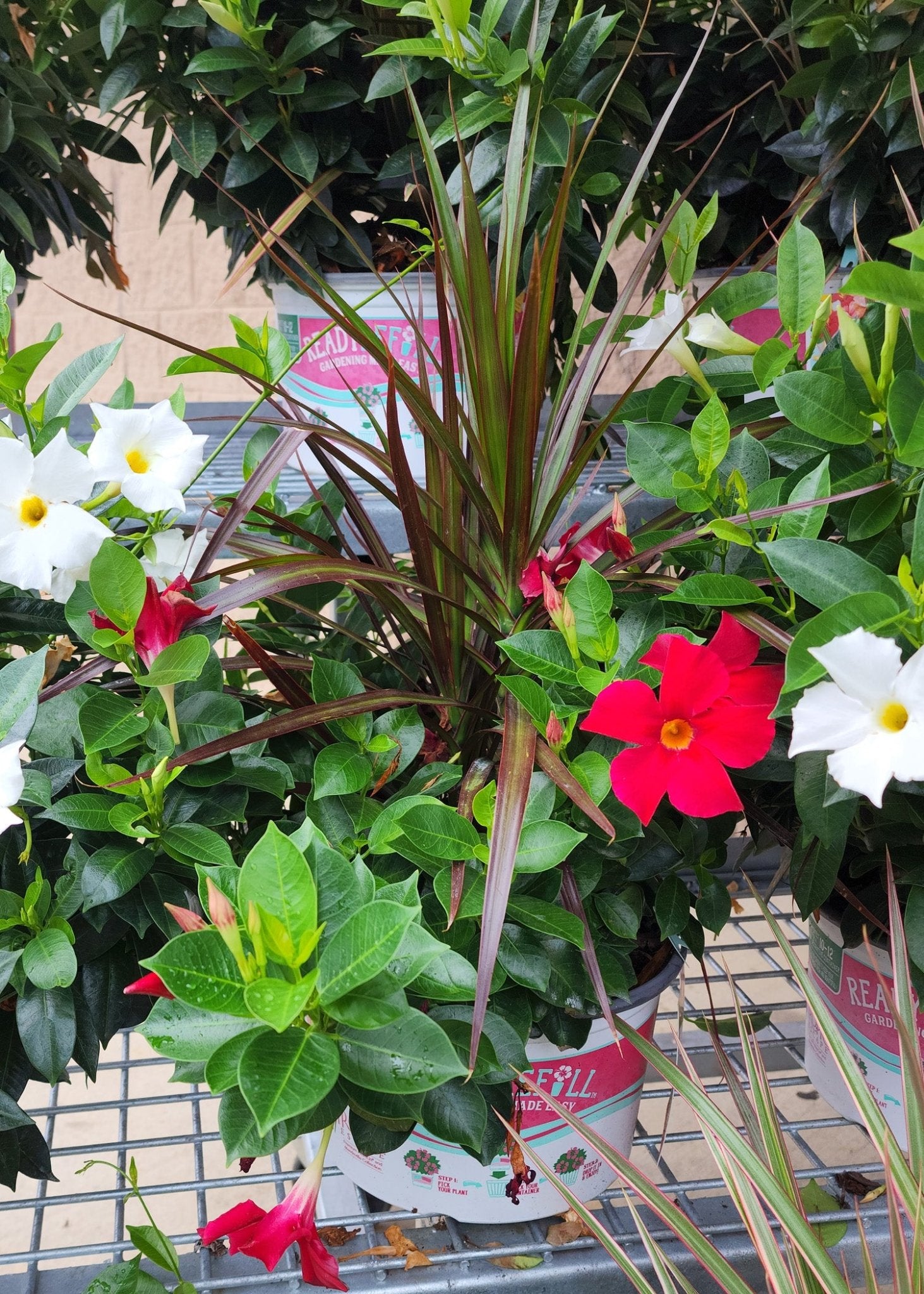 Mandevilla (Dipladenia Red Form) - Ladybird Nursery