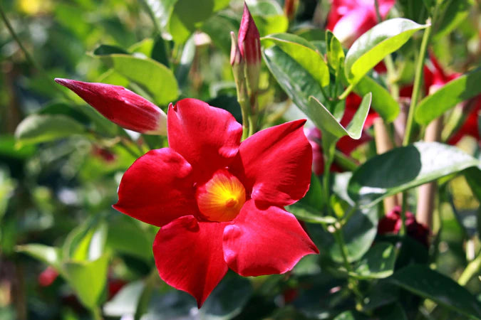 Mandevilla (Dipladenia Red Form)
