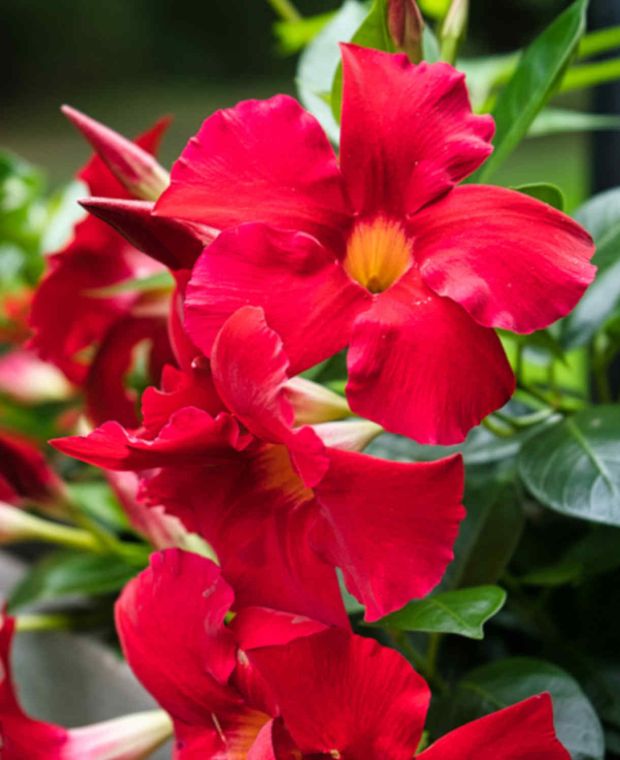 Mandevilla (Dipladenia Red Form) - Ladybird Nursery