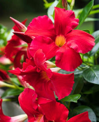 Mandevilla (Dipladenia Red Form)