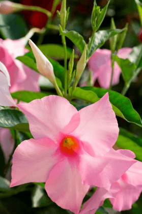 Mandevilla Fairy Floss