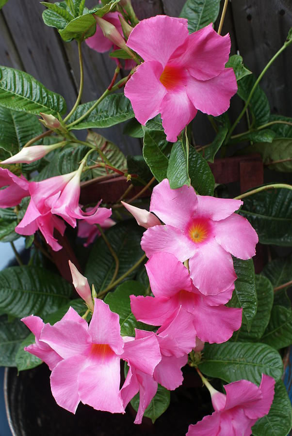 Mandevilla Fairy Floss