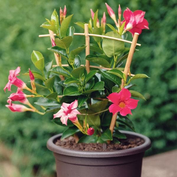 Mandevilla Fairy Floss